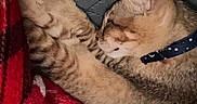 Coco is registered to the contest to win money with this photo: cat, ginger_cat, tabby, collar, sleeping, cozy, blanket, paw_prints, red_blanket, grey_surface, pet, feline, cute, domestic_cat, resting, fur, whiskers, animal, indoor, comfort