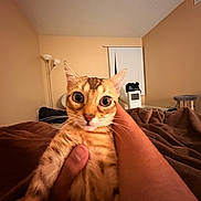 Coco joined the competition — help win amazing prizes! bedroom, brown_blanket, cat, cat_tree, close_up, cozy, domestic_animal, feline, hand, indoor, indoor_lighting, lamp, orange_cat, person_arm, pet, striped_fur, surprised_expression, whiskers, wide_eyes, window_blinds