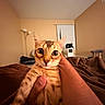 bedroom, brown_blanket, cat, cat_tree, close_up, cozy, domestic_animal, feline, hand, indoor, indoor_lighting, lamp, orange_cat, person_arm, pet, striped_fur, surprised_expression, whiskers, wide_eyes, window_blinds