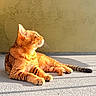 animal, calm, cat, cute, daylight, ears, feline, floor, indoor, orange_tabby, paws, pet, profile, relaxing, resting, shadow, sunlight, tail, texture, whiskers