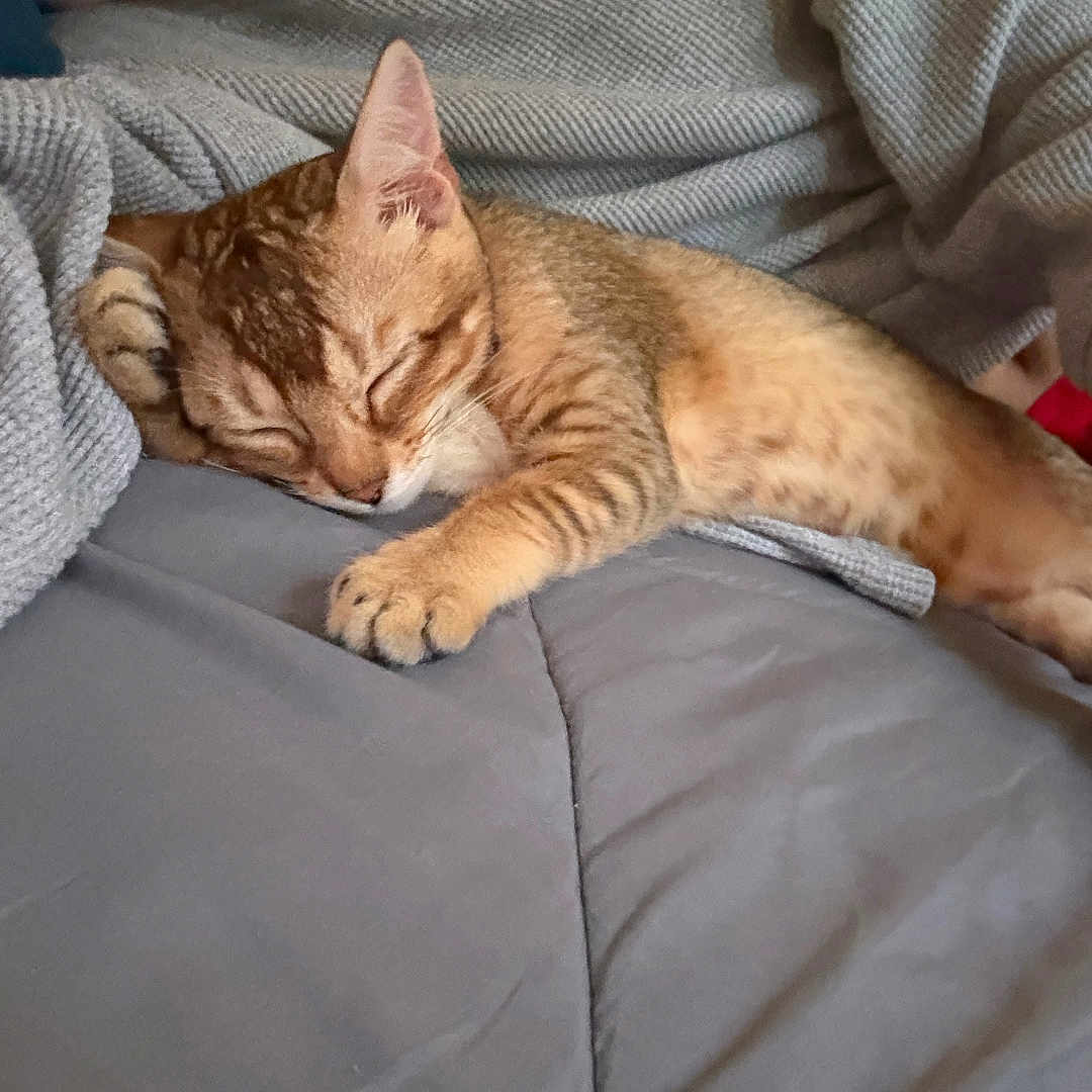 Coco