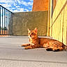 animal, balcony, calm, cat, clouds, daytime, ear, feline, floor, orange_tabby, outdoor, paw, pet, relaxed, resting, shadow, sky, sunlight, texture, wall