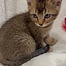 Coco is registered to the contest to win money with this photo: kitten, cat, tabby, fur, animal, pet, cute, fluffy, small, young, whiskers, ears, tail, indoor, blanket, soft, sleepy, domestic, curious, feline