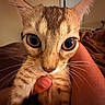 Coco is registered to the contest to win money with this photo: animal, brown, cat, close_up, curious, cute, ears, face, fur, hand, holding, indoor, large_eyes, nose, pet, portrait, striped, tabby, warm_lighting, whiskers