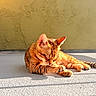 animal, calm, cat, domestic_cat, ears, feline, floor, grooming, orange_tabby, outdoor, paw, peaceful, pet, relaxing, shadow, sunlight, tail, texture, wall, whiskers