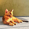 animal, cat, cute, ears, feline, golden_hour, outdoor, paws, pet, porch, relaxed, resting, shadow, striped, sunlight, tabby, tail, texture, wall, whiskers