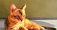 Coco joined the competition — help win amazing prizes! animal, calm, cat, cute, domestic_cat, ears, feline, floor, lounging, orange_tabby, outdoor, paws, pet, relaxed, shadow, striped, sunlight, tail, wall, whiskers