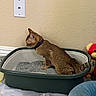 Coco joined the competition — help win amazing prizes! cat, litter_box, indoor, pet, brown_cat, collar, gray_litter, plastic_container, wall, switch_plate, teddy_bear, red_toy, yellow_toy, floor, carpet, paper_pad, blue_bed, tail, side_view, animal