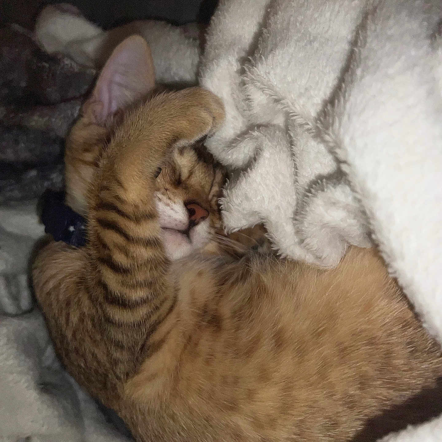 Coco