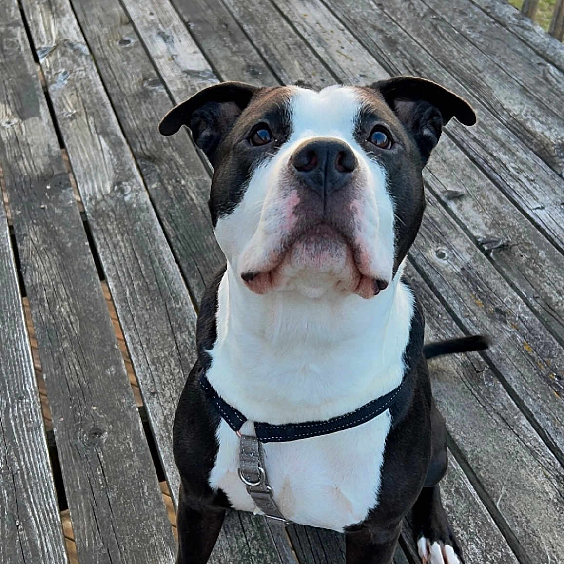 Ace joined the competition — help win amazing prizes! animal, attention, black_and_white, canine, collar, daylight, dog, ears, fur, grass, leash, nose, outdoor, paws, pet, portrait, railing, sitting, tail, wooden_deck