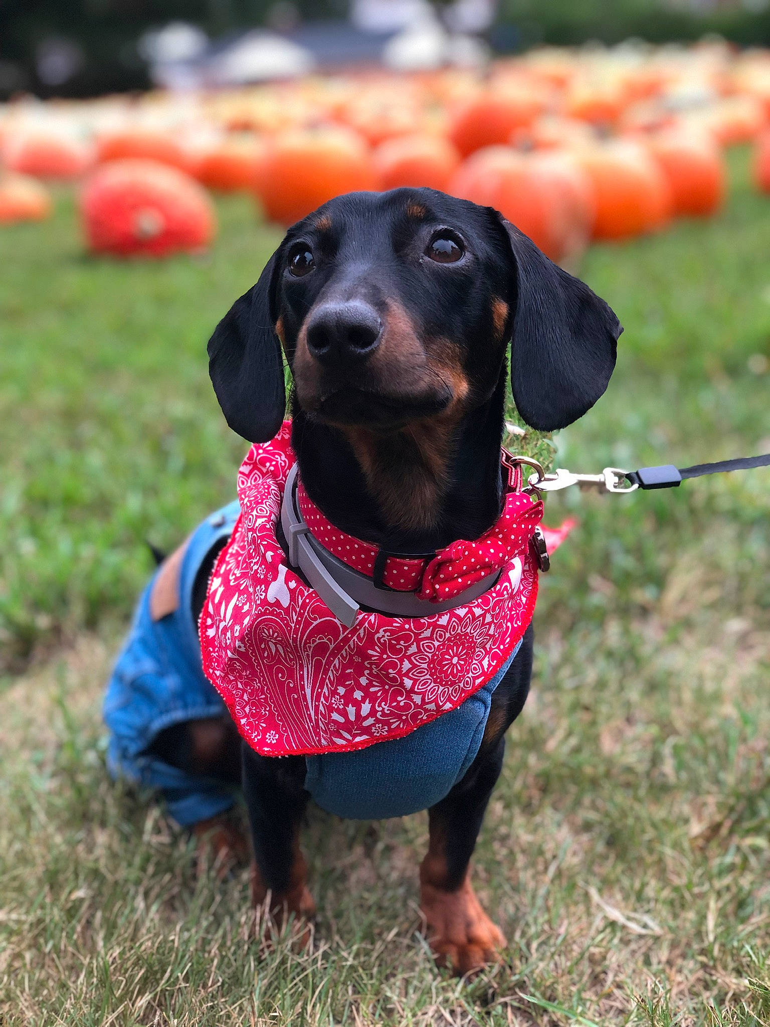 Moby joined the competition — help win amazing prizes! canidae, carnivore, collar, companion_dog, dachshund, dog, dog_breed, dog_clothes, dog_collar, grass, hound, hunting_dog, leash, mammal, rare_breed_dog, snout, sporting_group, tyrolean_hound, vertebrate, working_dog