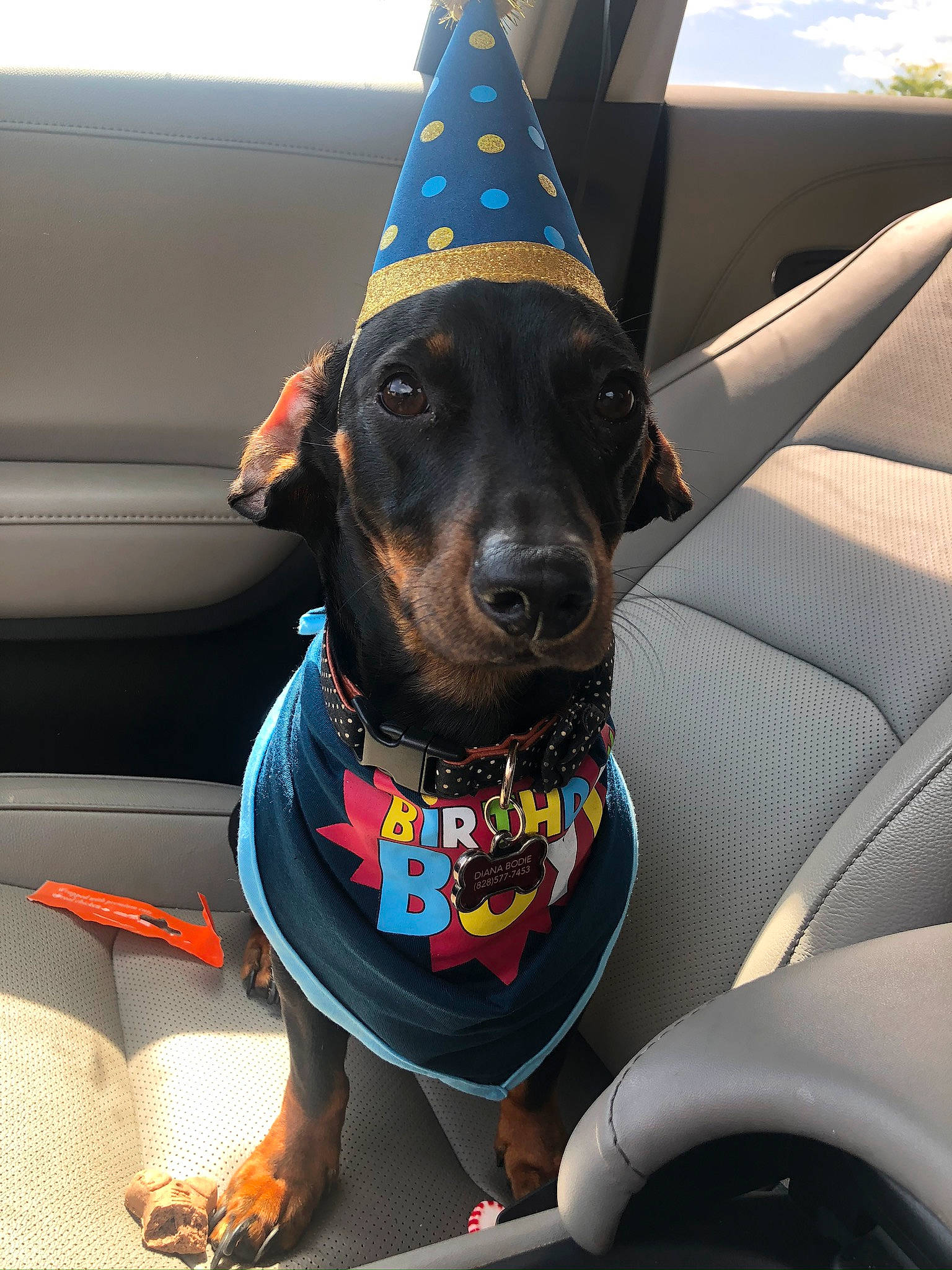 Moby joined the competition — help win amazing prizes! canidae, carnivore, collar, companion_dog, dachshund, dog, dog_breed, dog_clothes, dog_collar, guard_dog, leash, mammal, party_hat, party_supply, pinscher, snout, sporting_group, working_dog