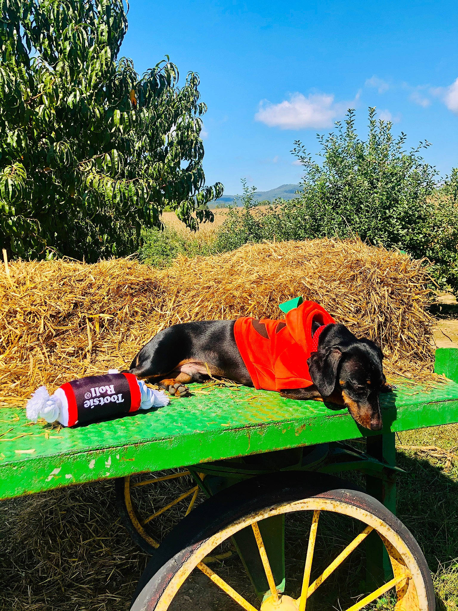 Moby is registered to the contest to win money with this photo: airedale_terrier, canidae, carnivore, cart, dog, dog_breed, farm, grass, mountain, rural_area, sporting_group, vehicle, wheelbarrow