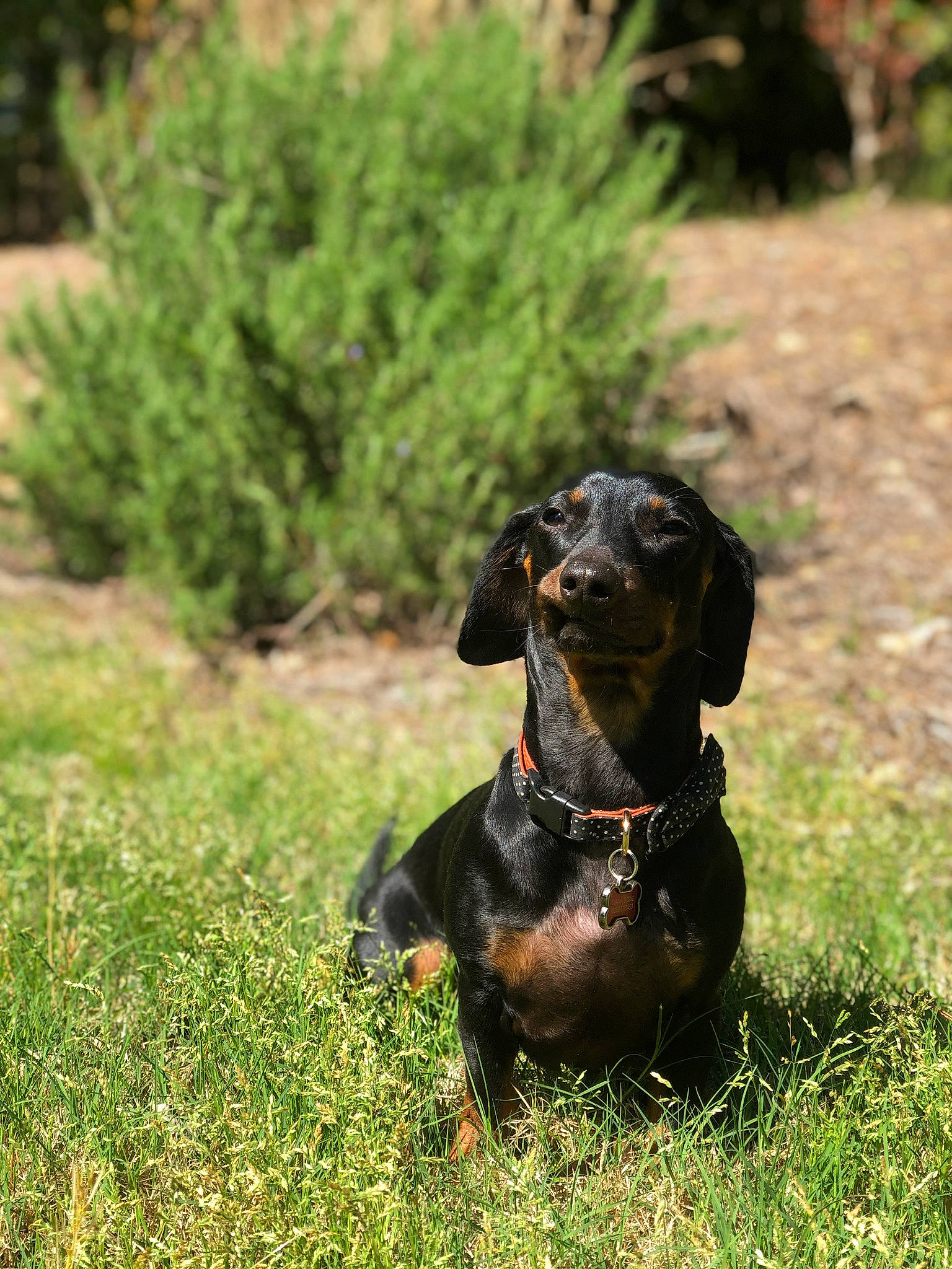Moby is registered to the contest to win money with this photo: austrian_black_and_tan_hound, canidae, carnivore, dachshund, dog, dog_breed, dog_collar, grass, hound, hunting_dog, mammal, plant, polish_hunting_dog, puppy, rare_breed_dog, snout, sporting_group, tyrolean_hound, vertebrate