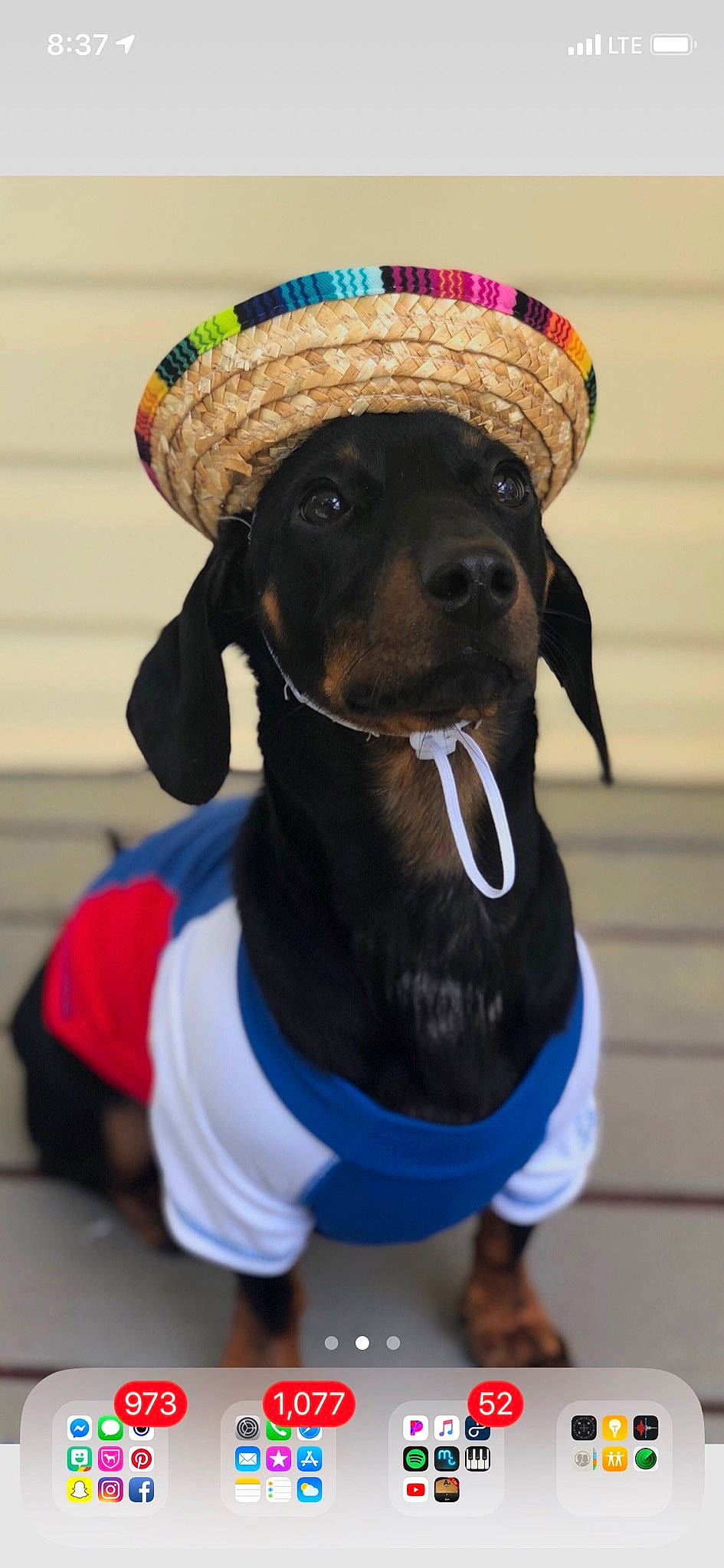 Moby is registered to the contest to win money with this photo: canidae, carnivore, companion_dog, costume, dachshund, dog, dog_breed, dog_clothes, dog_supply, ear, fashion_accessory, hat, headgear, leash, puppy, sombrero, sporting_group, sun_hat