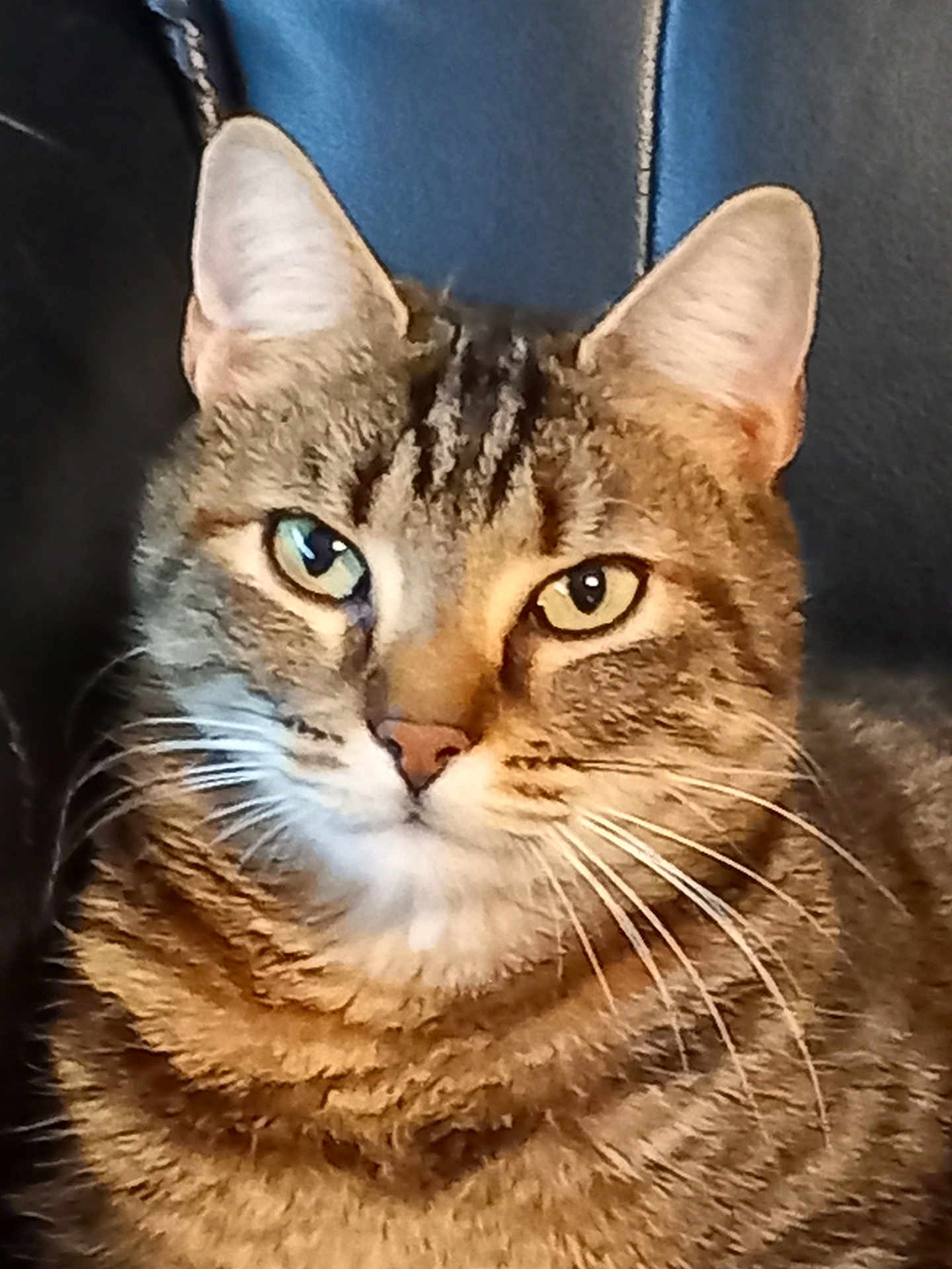Suzy participe au concours pour gagner de l'argent avec cette photo : cat, tabby, close_up, green_eyes, whiskers, fur, pet, animal, portrait, indoor, leather_background, calm, feline, cute, ears, nose, face, mammal, domestic