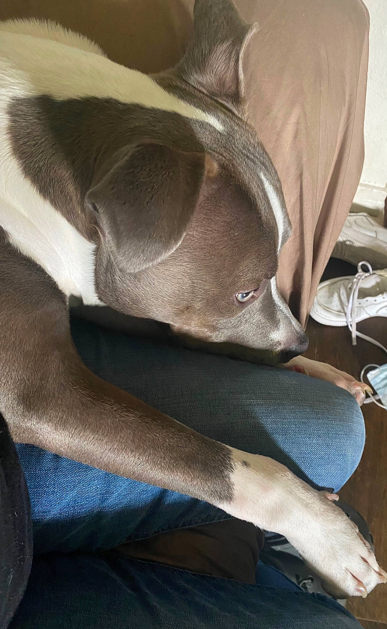 Akamaru joined the competition — help win amazing prizes! bag, carnivore, comfort, electric_blue, fashion_accessory, fawn, fedora, felidae, fur, grey, hat, human_leg, leather, linens, metal, pattern, snout, sun_hat, wood, working_animal