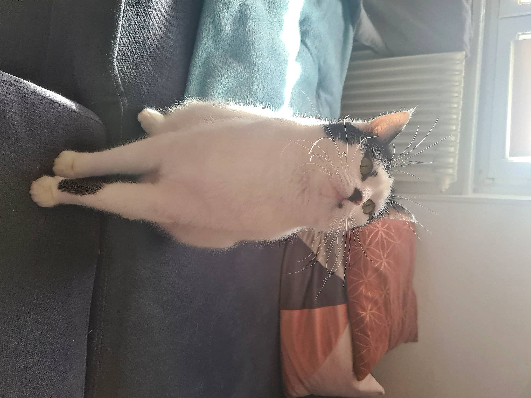 Prisca participe au concours pour gagner de l'argent avec cette photo : abdomen, balinese, carnivore, cat, comfort, domestic_short_haired_cat, ear, fawn, felidae, fur, gesture, human_leg, linens, siamese, small_to_medium_sized_cats, snout, tail, thai, whiskers, window