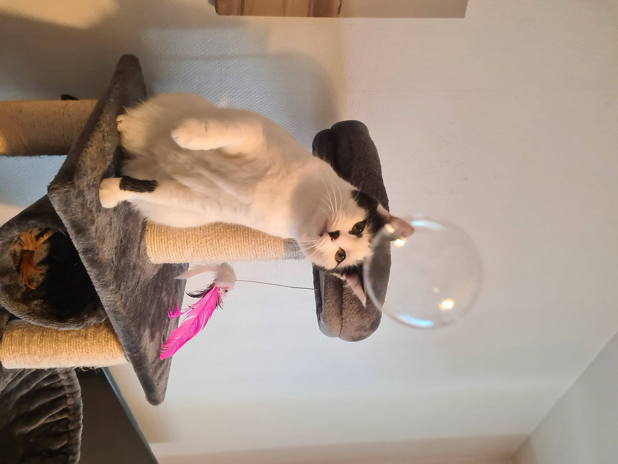 Prisca participe au concours pour gagner de l'argent avec cette photo : canidae, carnivore, cat, cat_supply, comfort, companion_dog, dog_breed, domestic_short_haired_cat, fawn, felidae, fur, hardwood, pet_supply, room, siamese, small_to_medium_sized_cats, stuffed_toy, tail, whiskers, wood