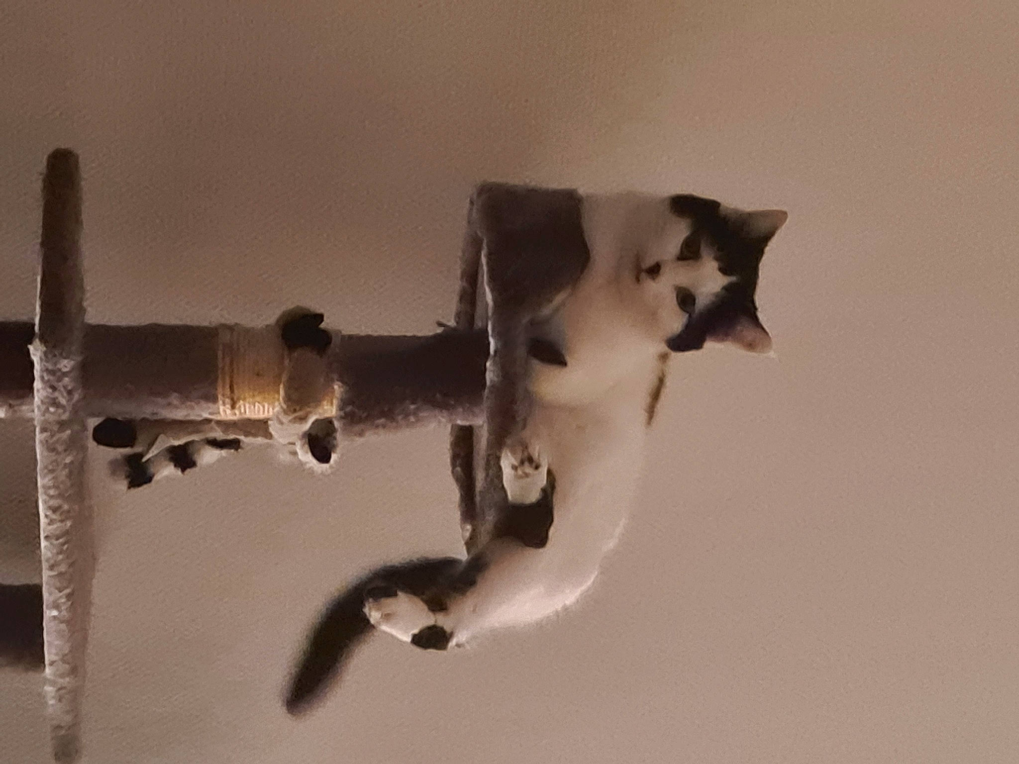 Prisca a rejoint le concours — aidez-le/la à gagner de superbes lots ! art, carnivore, cat, cross, fawn, felidae, jaw, macro_photography, metal, monochrome, monochrome_photography, shadow, small_to_medium_sized_cats, snout, still_life_photography, tail, twig, visual_arts, whiskers, wood