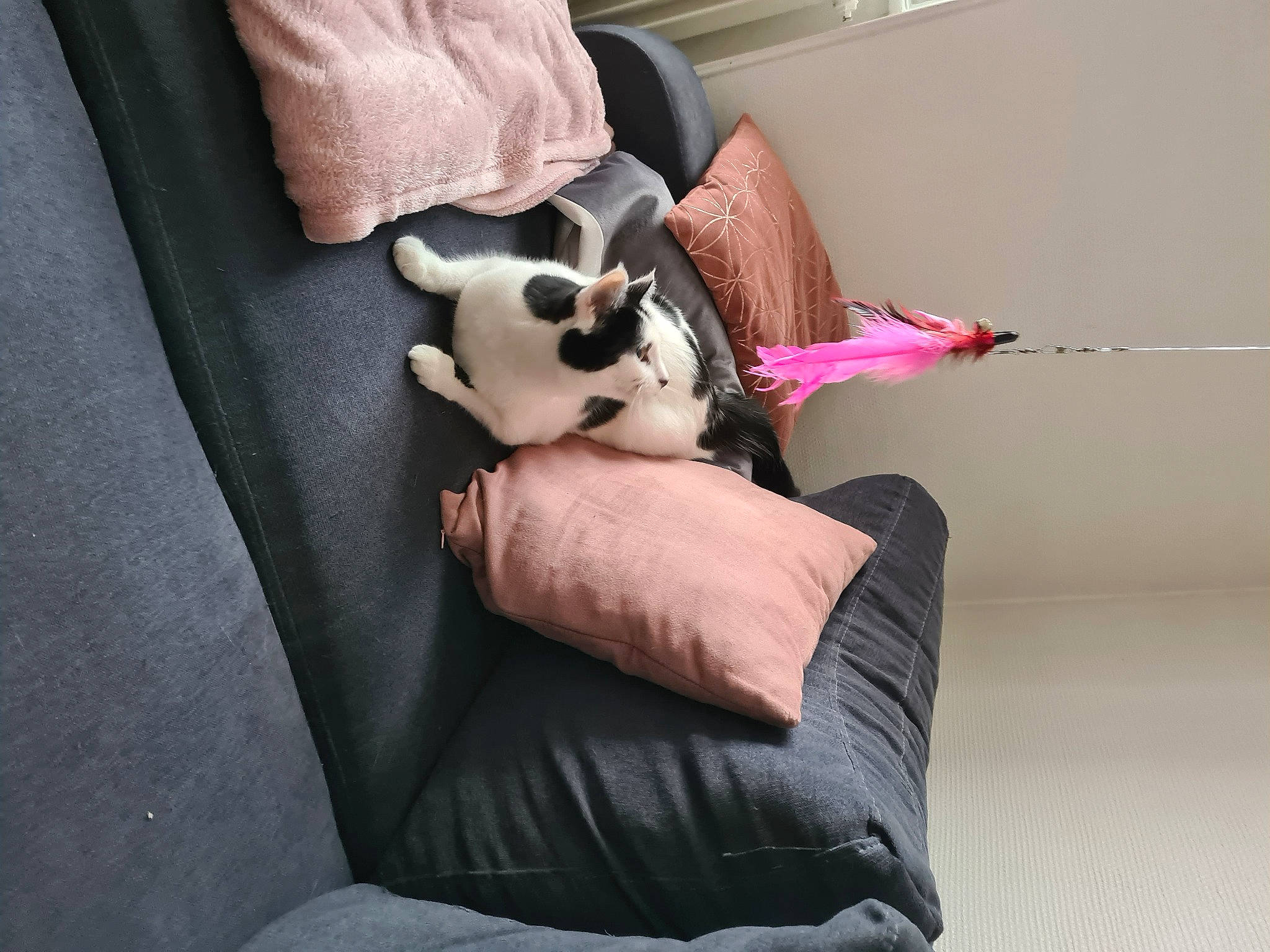 Prisca participe au concours pour gagner de l'argent avec cette photo : bag, carnivore, chair, comfort, companion_dog, couch, dog, dog_breed, dog_supply, fawn, felidae, flooring, grey, linens, living_room, snout, stuffed_toy, textile, toy, whiskers