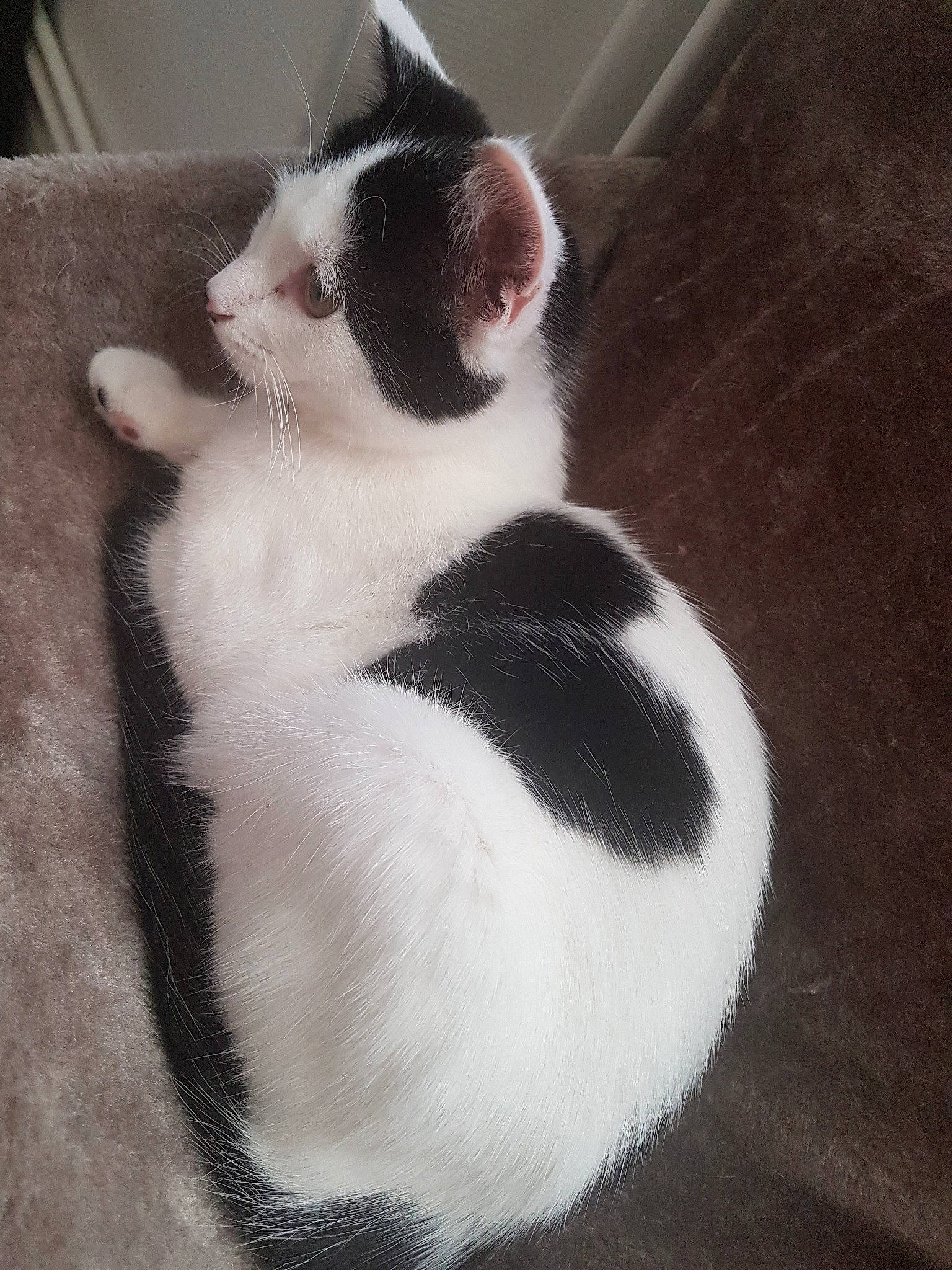 Prisca participe au concours pour gagner de l'argent avec cette photo : american_wirehair, black_and_white, carnivore, cat, domestic_short_haired_cat, felidae, fur, japanese_bobtail, kitten, mammal, polydactyl_cat, small_to_medium_sized_cats, tail, whiskers, white