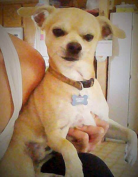 Cena is registered to the contest to win money with this photo: ancient_dog_breeds, canidae, carnivore, chihuahua, companion_dog, dog, dog_breed, ear, fawn, mammal, nose, puppy, puppy_love, rare_breed_dog, snout, sporting_group, tail, vertebrate, whiskers