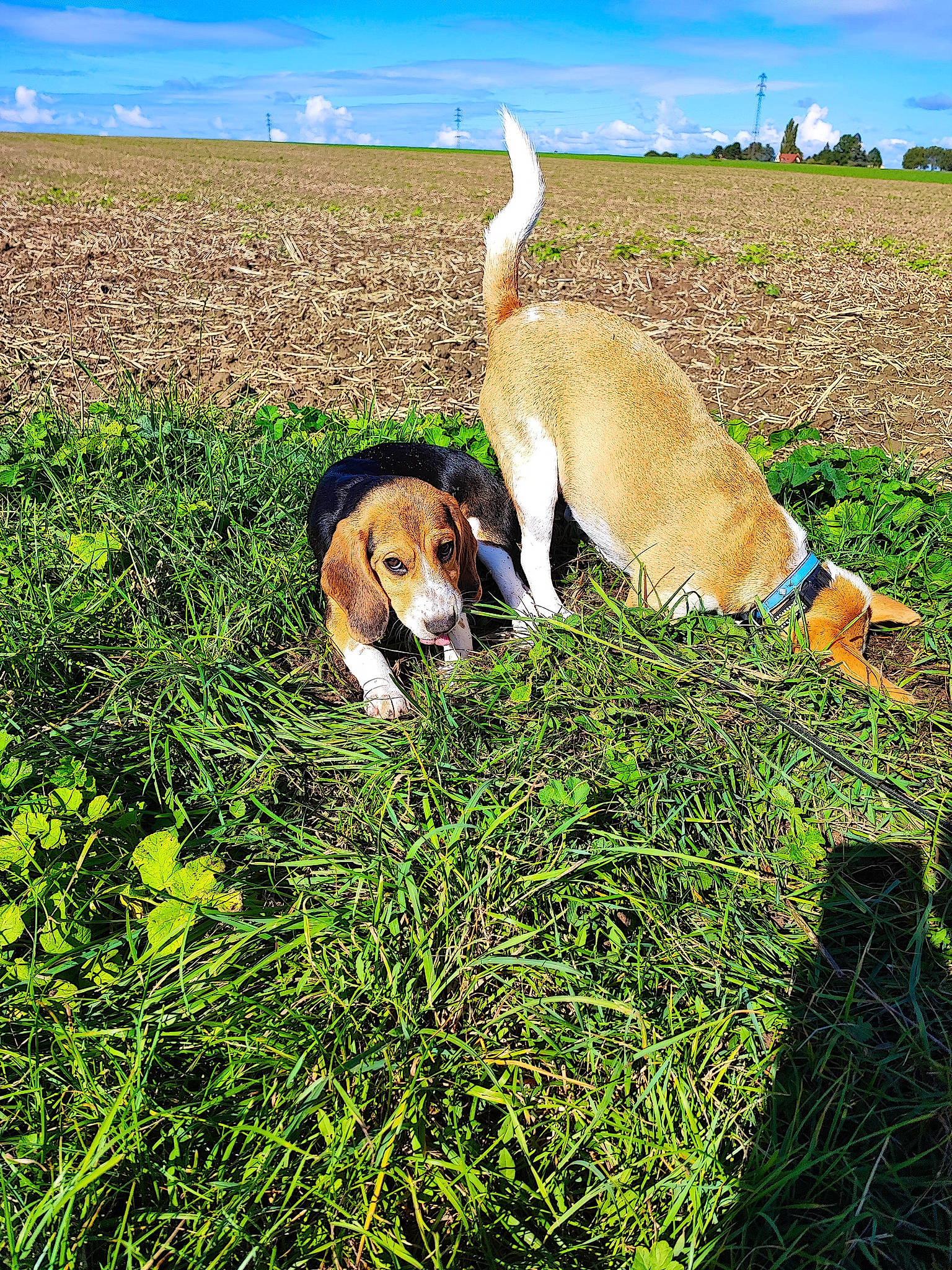 Brume participe au concours pour gagner de l'argent avec cette photo : canidae, carnivore, cloud, companion_dog, dog, dog_breed, fawn, grass, grassland, groundcover, hound, landscape, pasture, plant, scent_hound, sky, sporting_group, tail, terrestrial_animal, tree