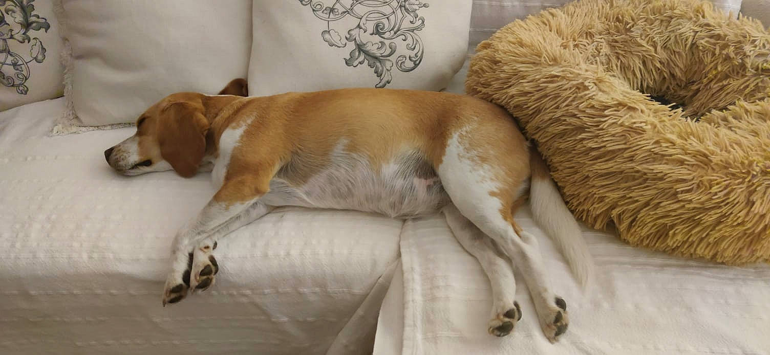 Brume a rejoint le concours — aidez-le/la à gagner de superbes lots ! canidae, carnivore, comfort, companion_dog, dog, dog_breed, fawn, fur, linens, nap, sleep, sporting_group, tail, working_animal