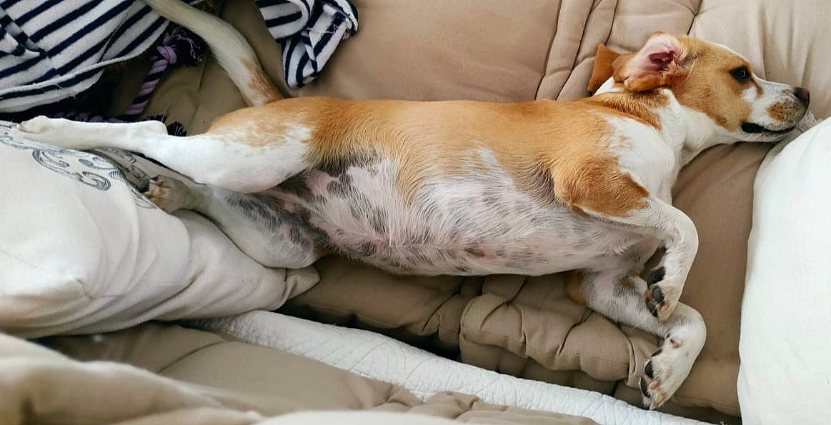 Brume a rejoint le concours — aidez-le/la à gagner de superbes lots ! beagle, carnivore, comfort, companion_dog, couch, dog, dog_breed, fawn, fur, hound, human_leg, linens, nap, non_sporting_group, paw, scent_hound, tail