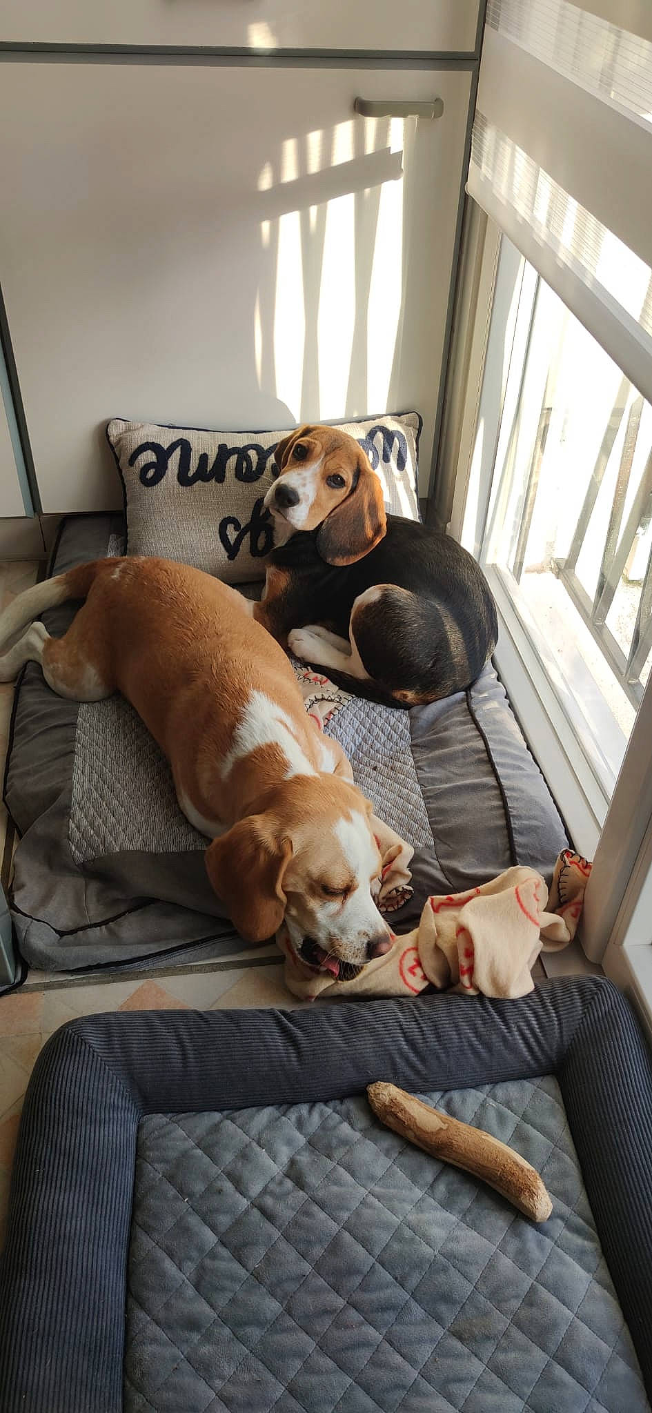 Brume a rejoint le concours — aidez-le/la à gagner de superbes lots ! canidae, carnivore, comfort, companion_dog, couch, dog, dog_breed, dog_supply, fawn, flooring, hardwood, mammal, pet_supply, room, snout, sporting_group, tail, window, wood, working_animal