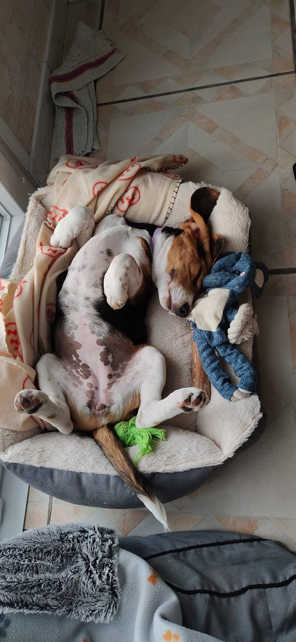 Kitty participe au concours pour gagner de l'argent avec cette photo : bed_sheet, bedding, blanket, canidae, carnivore, comfort, companion_dog, dog, dog_breed, dog_supply, fawn, fur, linens, nap, non_sporting_group, room, sleep, snout, sporting_group