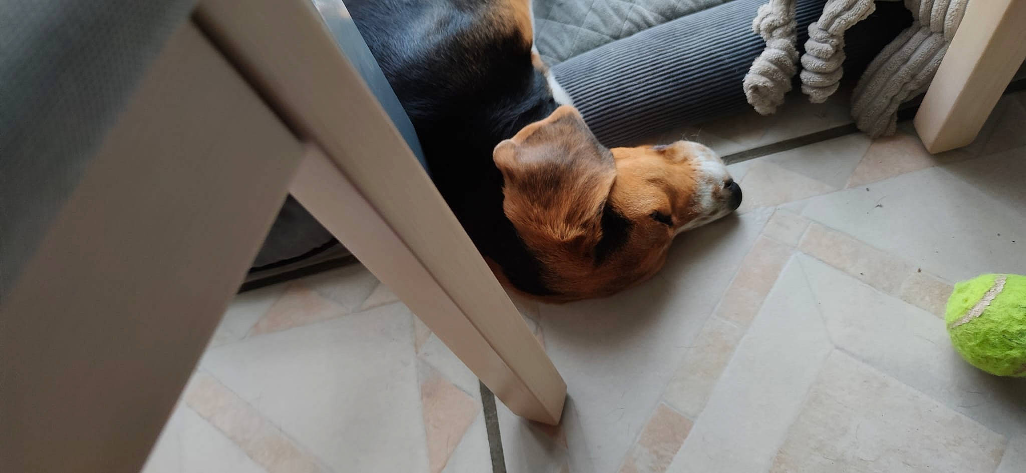 Kitty a rejoint le concours — aidez-le/la à gagner de superbes lots ! canidae, carnivore, comfort, companion_dog, couch, dog, dog_breed, fawn, floor, flooring, foot, fur, hardwood, human_leg, liver, pet_supply, sporting_group, tail, wood, working_animal