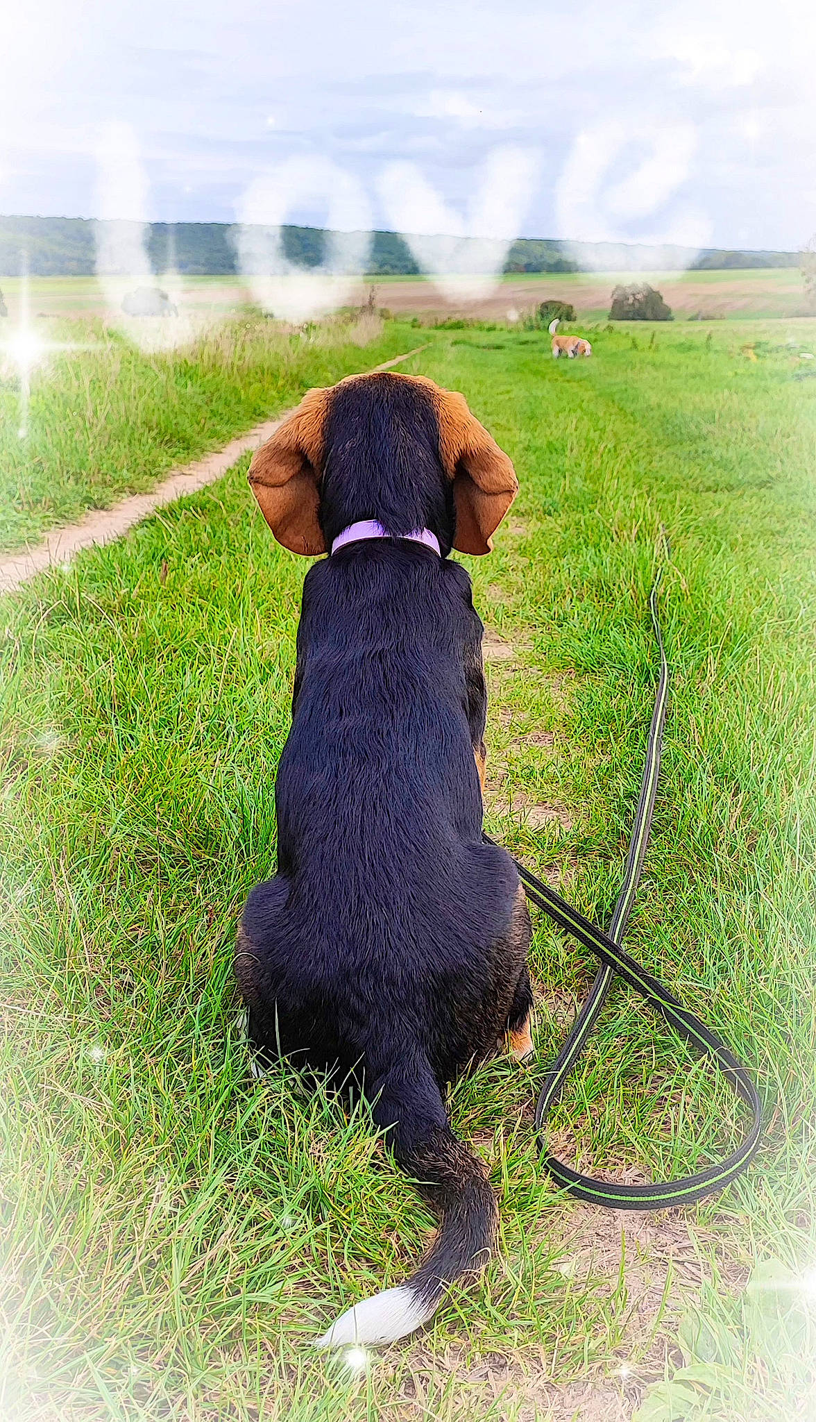 Kitty a rejoint le concours — aidez-le/la à gagner de superbes lots ! canidae, carnivore, cloud, collar, companion_dog, dog, dog_breed, dog_collar, fashion_accessory, grass, grassland, leash, liver, pet_supply, plant, sky, sporting_group, tail, working_animal, working_dog