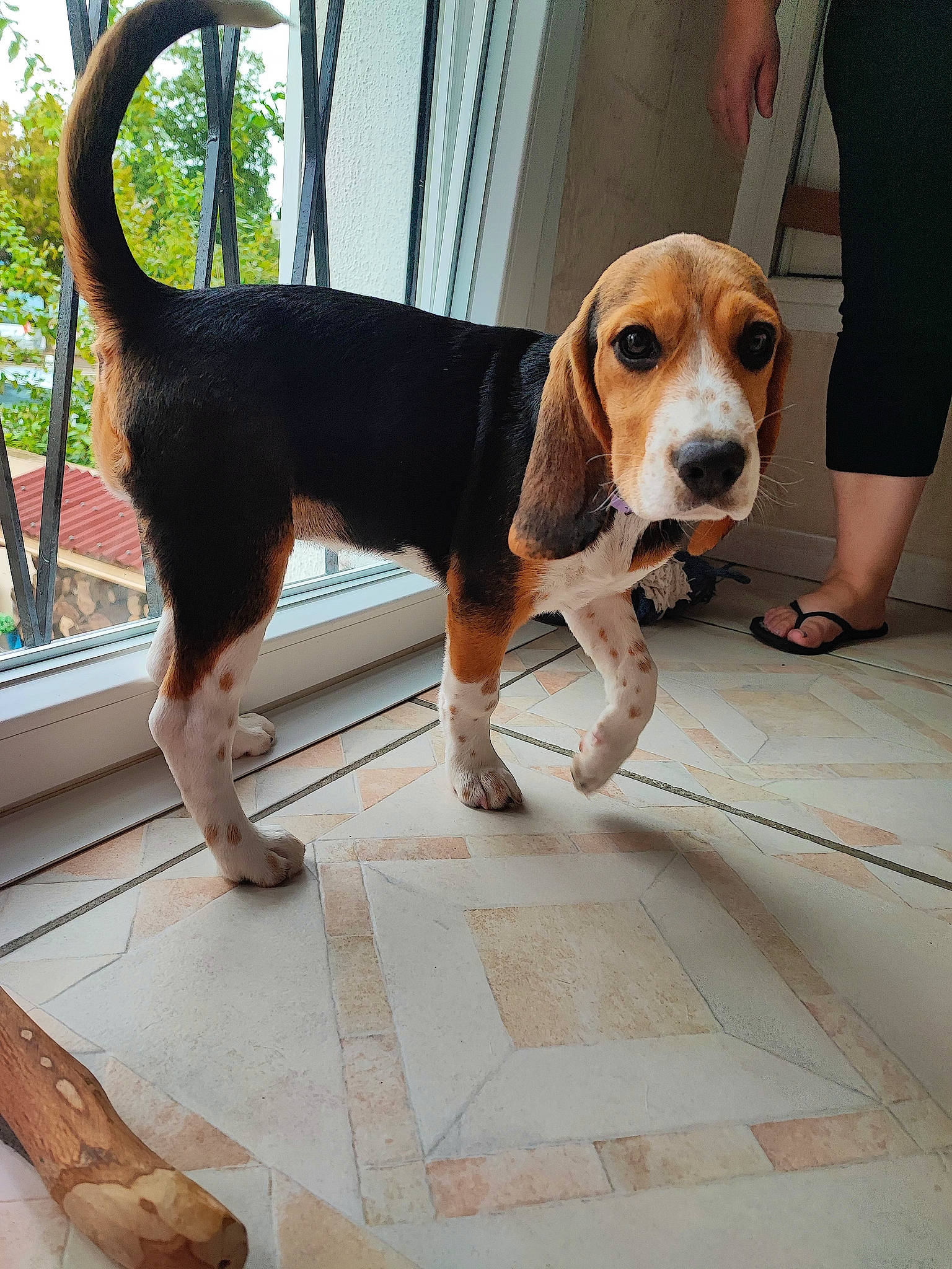 Kitty a rejoint le concours — aidez-le/la à gagner de superbes lots ! beagle, carnivore, collar, companion_dog, dog, dog_breed, dog_collar, fawn, floor, flooring, hound, pet_supply, scent_hound, snout, sporting_group, t_shirt, tail, vehicle_door, wood, working_animal
