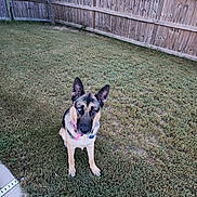 Sadie is registered to the contest to win money with this photo: dog, german_shepherd, heterochromia, grass, backyard, fence, collar, pet, animal, outdoor, canine, sitting, curious, brown, blue_eye, house, suburban, fur, ears, looking_up