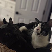 Knight And Ozzy is registered to the contest to win money with this photo: cat, black_cat, tuxedo_cat, basket, indoor, feline, pet, animal, cozy, curious, whiskers, fur, domestic, resting, closeup, cute, household, door, drawer, blurred_background