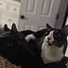 cat, black_cat, tuxedo_cat, basket, indoor, feline, pet, animal, cozy, curious, whiskers, fur, domestic, resting, closeup, cute, household, door, drawer, blurred_background