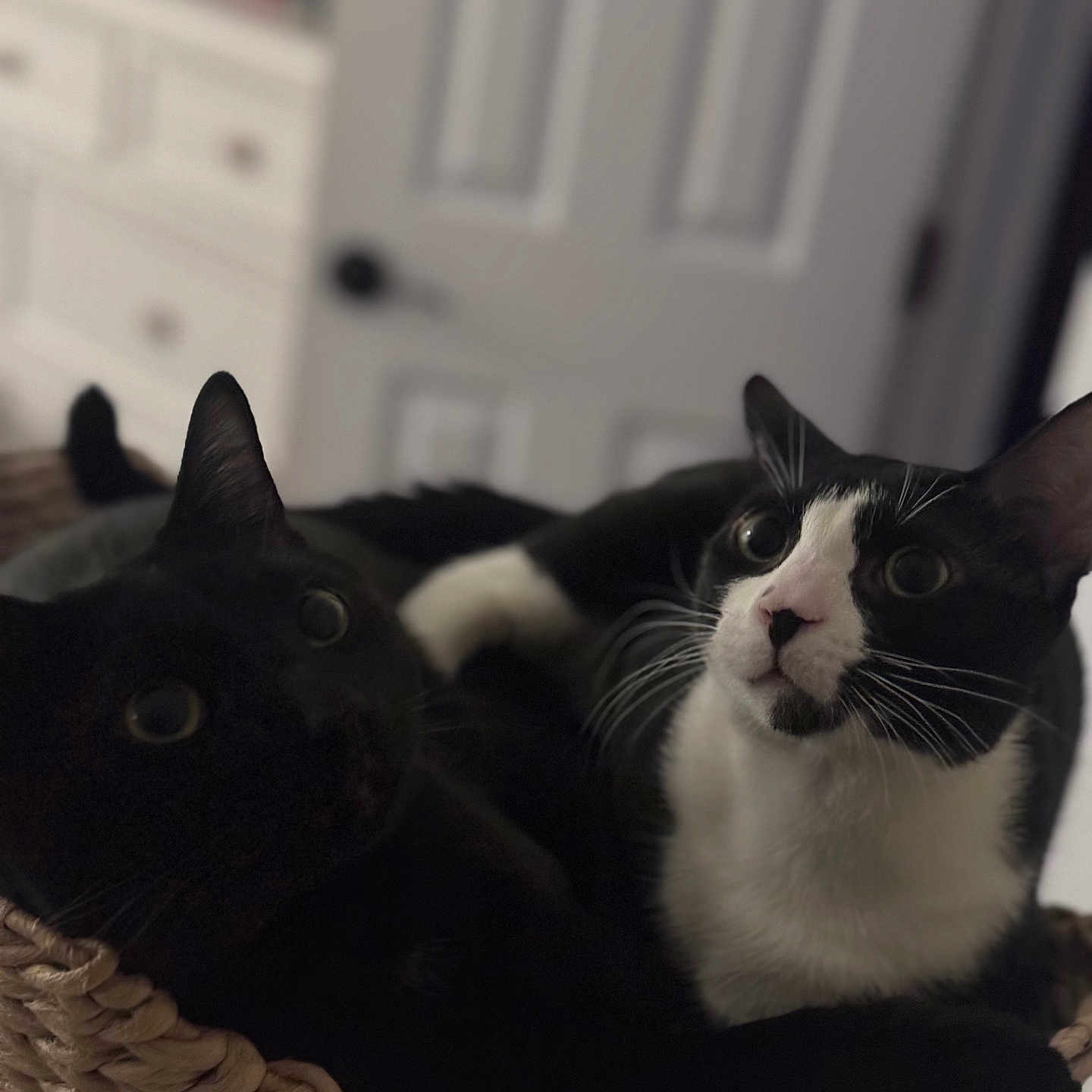 Knight And Ozzy
