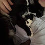 cat, person, hand, black_and_white, snuggling, lying_down, cozy, indoor, pet, fur, paws, resting, casual_clothing, relaxing, close_up, intimate, soft_lighting, sleepy, companion, comfort