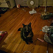 Gracie is registered to the contest to win money with this photo: cat, tortoiseshell, wooden_floor, fan, lamp, clutter, indoor, pet, curious, wide_eyes, household, messy_room, floor, cord, paper, tube, radiator, fabric, toy, object
