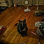 cat, tortoiseshell, wooden_floor, fan, lamp, clutter, indoor, pet, curious, wide_eyes, household, messy_room, floor, cord, paper, tube, radiator, fabric, toy, object