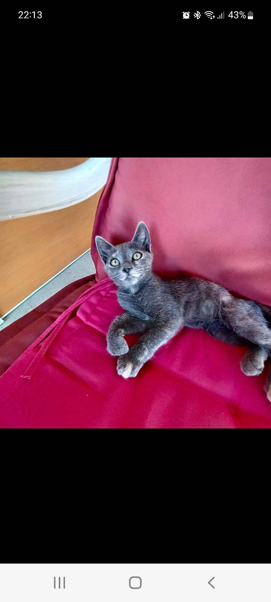 Leya participe au concours pour gagner de l'argent avec cette photo : carnivore, cat, cat_supply, comfort, domestic_short_haired_cat, electric_blue, felidae, fur, grey, magenta, paw, pink, purple, sitting, small_to_medium_sized_cats, snout, tail, violet, whiskers, window