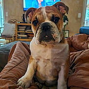 Uby a rejoint le concours — aidez-le/la à gagner de superbes lots ! bulldog, puppy, dog, pet, blanket, brown, indoor, living_room, television, furniture, curly_hair, person_on_tv, cute, young, canine, sitting, cozy, home, curious, animal
