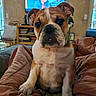 bulldog, puppy, dog, pet, blanket, brown, indoor, living_room, television, furniture, curly_hair, person_on_tv, cute, young, canine, sitting, cozy, home, curious, animal