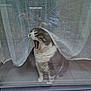 cat, yawning, curtain, indoor, pet, feline, window, reflection, tile_floor, white_and_gray, fur, domestic_cat, sitting, mouth_open, whiskers, soft_light, home, cozy, curtains, quiet