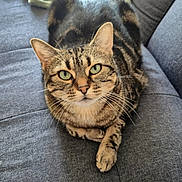Tya participe au concours pour gagner de l'argent avec cette photo : alert, animal, blanket, cat, close_up, couch, cozy, crossed_paw, feline, green_eyes, indoors, living_room, lounging, pet, portrait, relaxed, sofa, striped_fur, tabby, whiskers