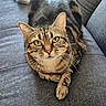 alert, animal, blanket, cat, close_up, couch, cozy, crossed_paw, feline, green_eyes, indoors, living_room, lounging, pet, portrait, relaxed, sofa, striped_fur, tabby, whiskers