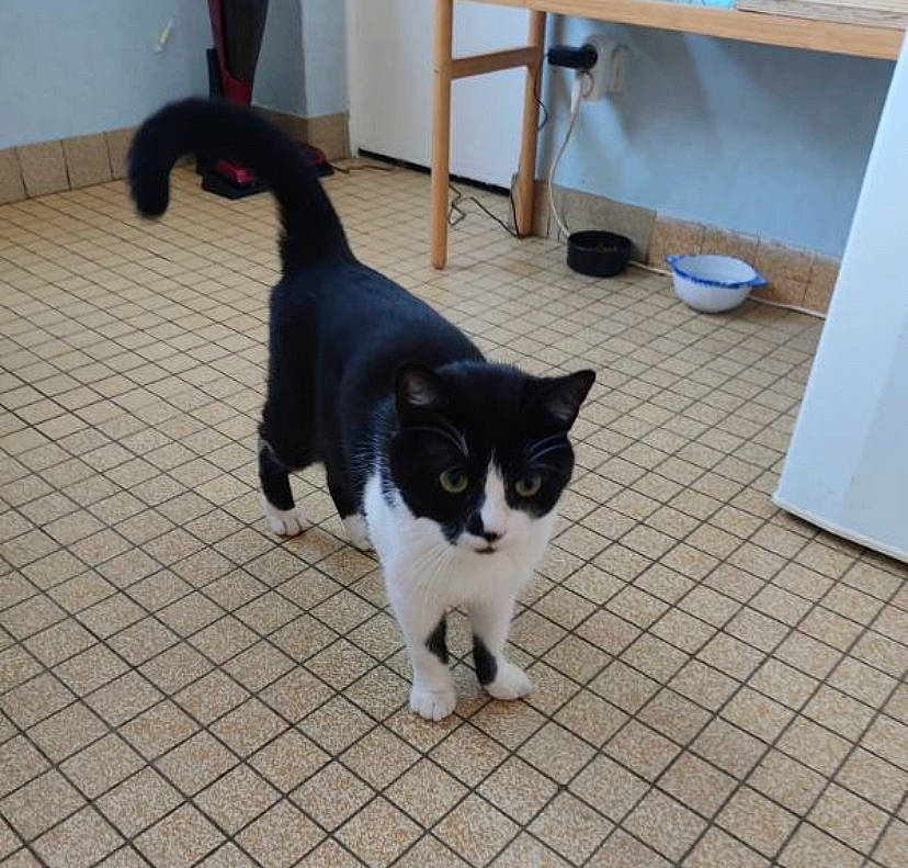Domino participe au concours pour gagner de l'argent avec cette photo : carnivore, cat, cupboard, dog_breed, domestic_short_haired_cat, drawer, felidae, floor, flooring, fur, hardwood, paw, shelf, shelving, small_to_medium_sized_cats, snout, tail, terrestrial_animal, whiskers, wood