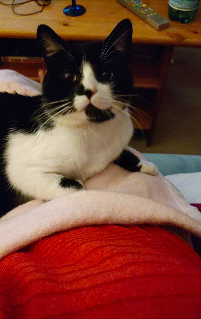 Domino participe au concours pour gagner de l'argent avec cette photo : carnivore, cat, claw, comfort, domestic_short_haired_cat, felidae, flooring, foot, formal_wear, fur, hair, lap, linens, paw, sitting, small_to_medium_sized_cats, snout, tail, whiskers, wood